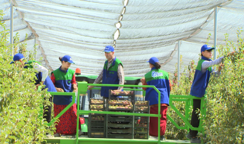 В Ахалском велаяте начался сбор ранних яблок и груш