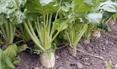 Свекловодство набирает обороты в Марыйском велаяте Туркменистана