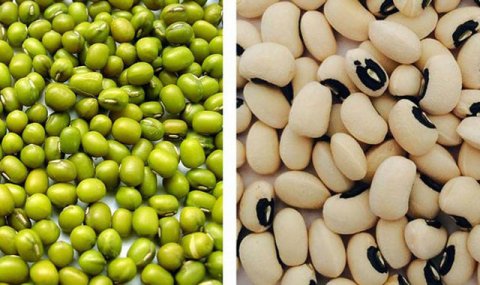 Аграрии Дашогузского велаята Туркменистана прогнозируют высокий урожай