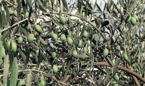 Производство оливок под брендом Endigan налажено в Балканском велаяте