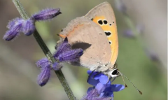 Перовския полынная среди эфиромасличных растений Туркменистана