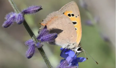 Перовския полынная среди эфиромасличных растений Туркменистана