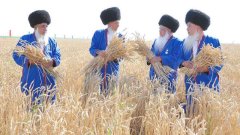 Зерноуборочная кампания стартовала в Туркменистане