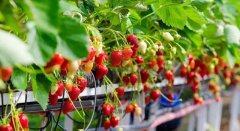 В Дубай экспортирована клубника из Туркменистана