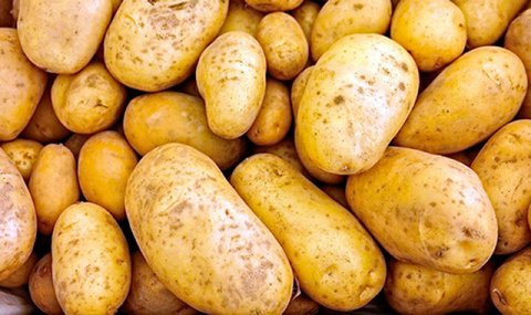 В Дашогузском велаяте планируют получить рекордный урожай картофеля