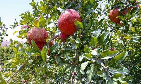 В Туркменистане наращивают выпуск плодовой продукции