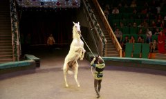 Туркменский государственный цирк представил новую новогоднюю программу