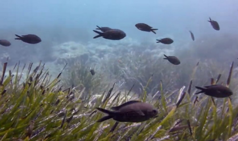 В Эгейском море найден крупнейший коралловый массив