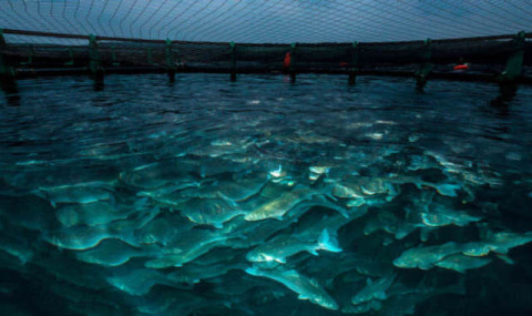 ФАО поддерживает развитие аквакультуры в Туркменистане