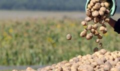 «Tebigy ekin» увеличивает производство сельхозпродукции в Туркменистане