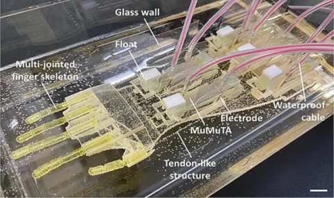 Учёные создали биогибридную руку, имитирующую работу биологических мышц