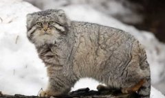 Специалистов воодушевила встреча с манулом в Туркменистане