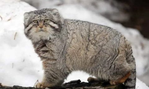 Специалистов воодушевила встреча с манулом в Туркменистане