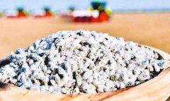 В Дашогузском велаяте подготовили 26 тысяч тонн семян хлопчатника