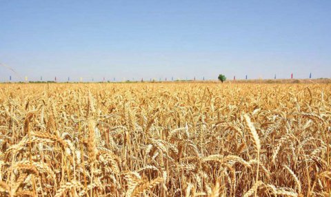 Пшеничные поля Лебапского велаята получают минеральную подкормку и полив