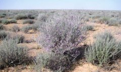 Туркменистан внедряет меры по защите пастбищ