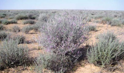 Туркменистан внедряет меры по защите пастбищ