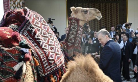Герой-Аркадаг подарил Президенту Узбекистана верблюдицу с верблюжонком