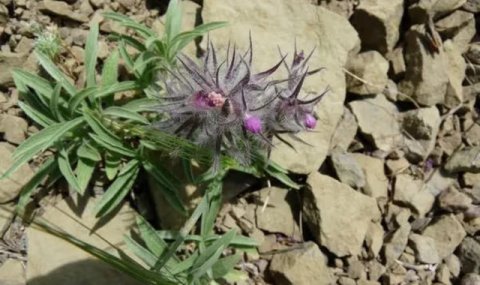 Туркменский чистец и его природные и лечебные особенности