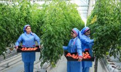 В Балканском велаяте Туркменистана начала работу новая теплица