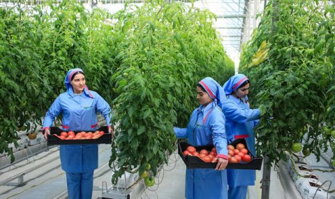 В Балканском велаяте Туркменистана начала работу новая теплица