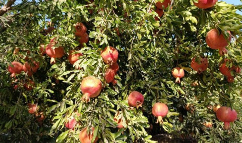 Рынок Туркменистана пополняется гранатами от арендаторов Балканского велаята