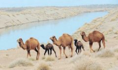 Верблюдоводство в Марыйском велаяте получает научную поддержку