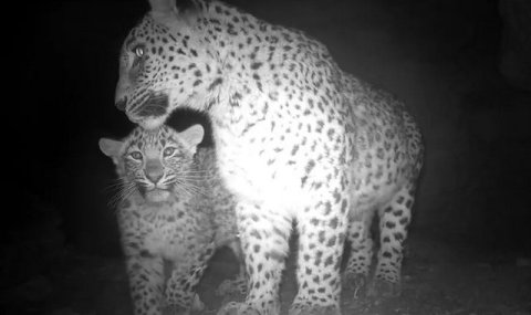 Самка переднеазиатского леопарда замечена с детёнышем в Бадхызском заповеднике