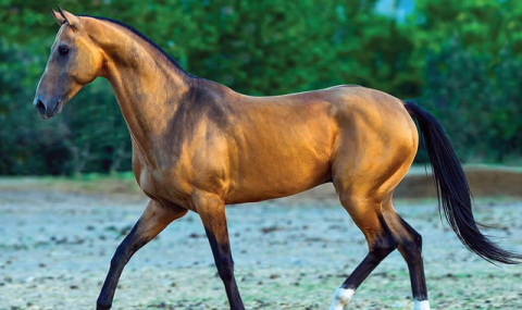 Герой-Аркадаг преподнес Президенту Азербайджана ахалтекинского скакуна