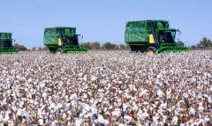 Аграрии Ахалского велаята перевыполняют план по сбору хлопка