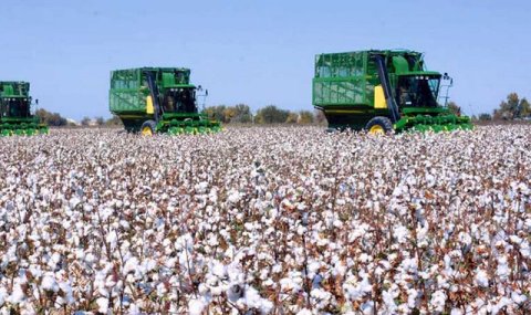 Аграрии Ахалского велаята перевыполняют план по сбору хлопка