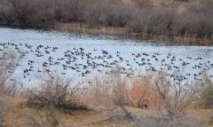 Мониторинг показал активность зимующих птиц в восточном регионе Туркменистана
