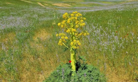 Туркменистан и Узбекистан начинают проект по восстановлению ферулы