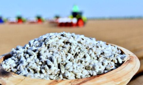 В восточном регионе Туркменистана наращивают темпы хлопководства