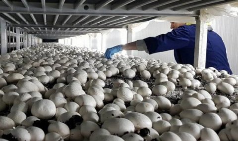 «Döwletli döwür» снабжает рынок Туркменистана свежими грибами