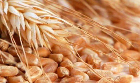 Хлеборобы Дашогузского велаята готовятся к высокому урожаю озимой пшеницы