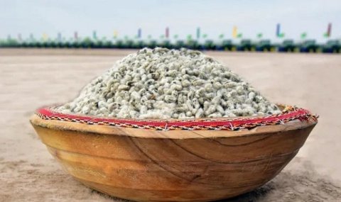 На севере Туркменистана продолжают развивать производство хлопка