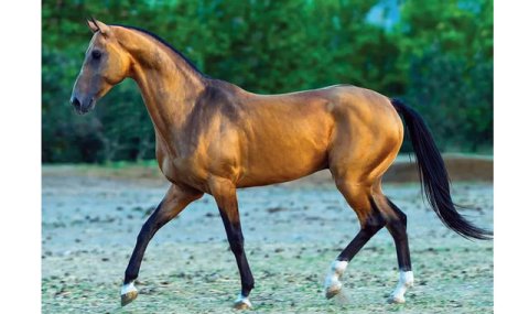 Туркменистан запускает конкурс телевизионных фильмов стран СНГ