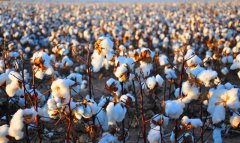 Бабадайханский этрап готовится к весеннему севу хлопчатника