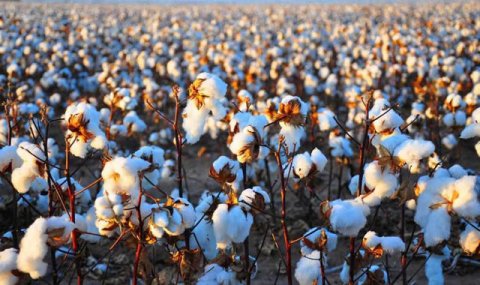 Бабадайханский этрап готовится к весеннему севу хлопчатника