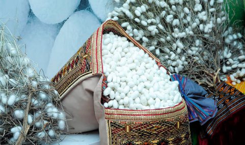 В Дашогузском велаяте ведётся подготовка к предстоящему сезону шелководства