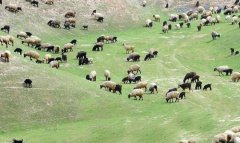 Аграрный сектор северных регионов Туркменистана демонстрирует стабильный рост