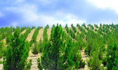 В Лебапском велаяте Туркменистана высадят более 44 тысяч деревьев