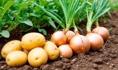 В Лебапском велаяте формируют высокий урожай картофеля