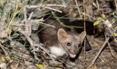 Горные районы Туркменистана остаются местом обитания куниц