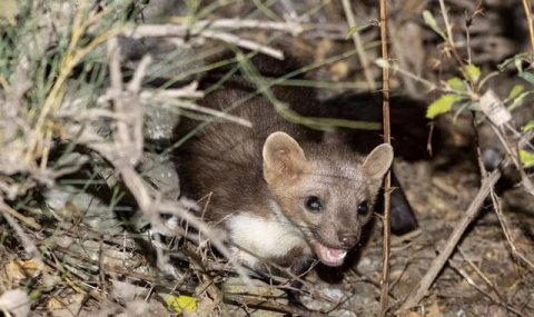 Горные районы Туркменистана остаются местом обитания куниц