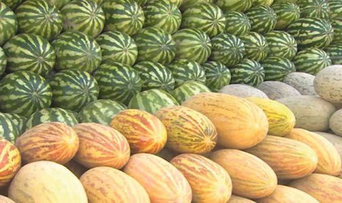 В Балканском велаяте Туркменистана подходит к концу уборка бахчевых культур