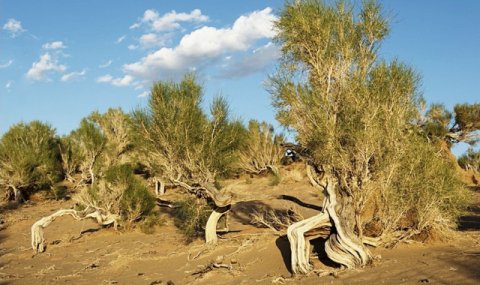 Заготовка семян пустынных растений стартовала в Дашогузском велаяте