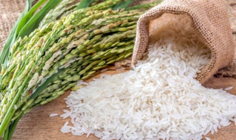 В Дашогузском велаяте ожидают свыше 35 тысяч тонн риса