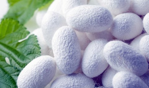 В Лебапском велаяте начался сезон выращивания шелкопряда